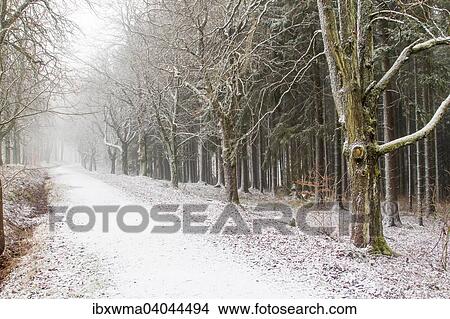 "Path through a winter forest, Hesse, Germany, Europe" View Large Photo Image Picture - "Path through a winter forest, Hesse, Germany, Europe". Fotosearch