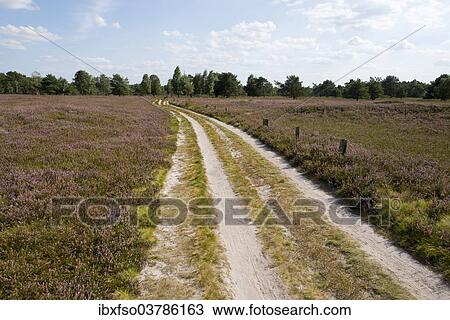 "Path through heathland, Schneverdingen, Lower Saxony, Germany, Europe" View Large Photo Image Stock Image - "Path through heathland, Schneverdingen, Lower Saxony, Germany, Europe". Fotosearch