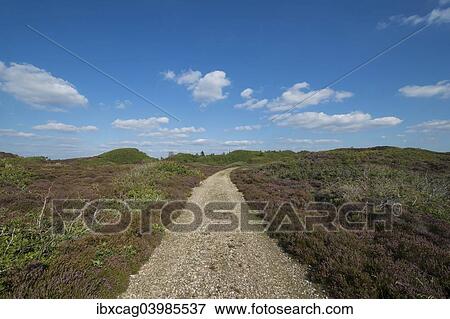 "Path through heathland with typical sea clouds, Kaergard Klitplantage, Oksbol, Region of Southern Denmark, Denmark, Europe" View Large Photo Image Stock Photo - "Path through heathland with typical sea clouds, Kaergard Klitplantage, Oksbol, Region of Southern Denmark, Denmark, Europe". Fotosearch