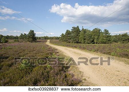 "Path through heathlands, Luneburg Heath Nature Reserve, Lower Saxony, Germany, Europe" View Large Photo Image Stock Photo - "Path through heathlands, Luneburg Heath Nature Reserve, Lower Saxony, Germany, Europe". Fotosearch