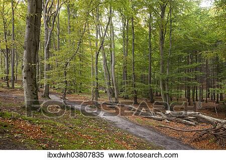 "Path through the beech forest, Jasmund National Park, Rugen, Mecklenburg-Vorpommern, Germany, Europe" View Large Photo Image Stock Photography - "Path through the beech forest, Jasmund National Park, Rugen, Mecklenburg-Vorpommern, Germany, Europe". Fotosearch