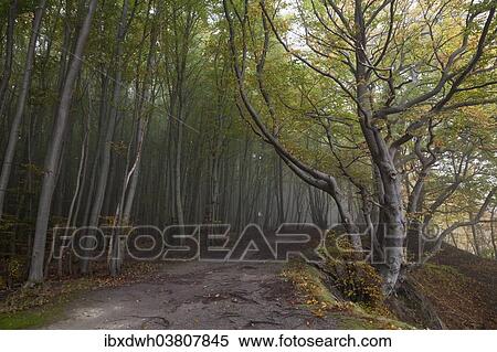 "Path through the beech forest, Jasmund National Park, Rugen, Mecklenburg-Vorpommern, Germany, Europe" View Large Photo Image Stock Photography - "Path through the beech forest, Jasmund National Park, Rugen, Mecklenburg-Vorpommern, Germany, Europe". Fotosearch