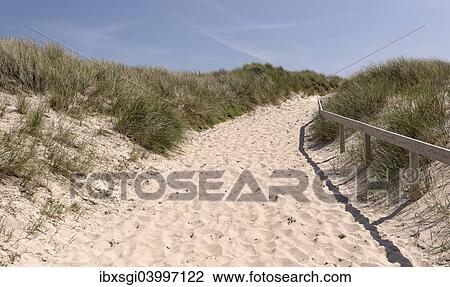 "Path through the dunes, near Kampen, Sylt, Schleswig-Holstein, Germany, Europe" View Large Photo Image Stock Image - "Path through the dunes, near Kampen, Sylt, Schleswig-Holstein, Germany, Europe". Fotosearch