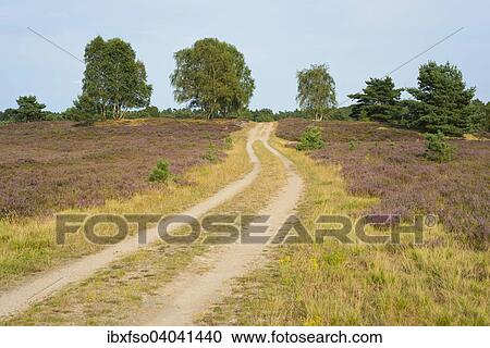 "Path through the heathland, Luneburg Heath Nature Reserve, Lower Saxony, Germany, Europe" View Large Photo Image Stock Image - "Path through the heathland, Luneburg Heath Nature Reserve, Lower Saxony, Germany, Europe". Fotosearch