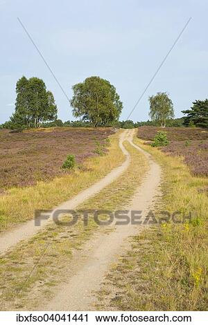 "Path through the heathland, Luneburg Heath Nature Reserve, Lower Saxony, Germany, Europe" View Large Photo Image Stock Image - "Path through the heathland, Luneburg Heath Nature Reserve, Lower Saxony, Germany, Europe". Fotosearch