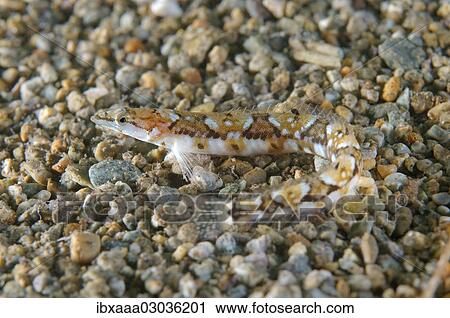 "Pavlenkos snake bleonny (Lumpenopsis pavlenkoi Soldatov), Japan sea, Primorsky Krai, Russia, Europe" View Large Photo Image Stock Image - "Pavlenkos snake bleonny (Lumpenopsis pavlenkoi Soldatov), Japan sea, Primorsky Krai, Russia, Europe". Fotosearch