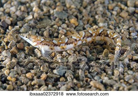 Stock Photo - "Pavlenkos snake bleonny (Lumpenopsis pavlenkoi, Soldatov), Japan Sea, Far East, Primorsky Krai, Russian Federation". Fotosearch