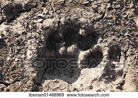 "Paw print of a tiger paw, tiger track, Mudumalai National Park, Tamil Nadu, Tamilnadu, India, Asia" View Large Photo Image Stock Photo - "Paw print of a tiger paw, tiger track, Mudumalai National Park, Tamil Nadu, Tamilnadu, India, Asia". Fotosearch