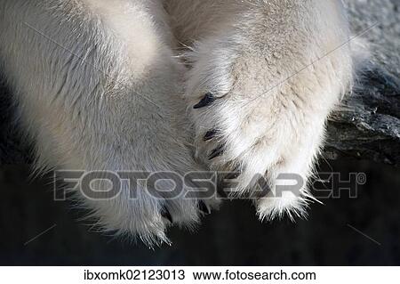 "Paws and claws, Polar Bear (Ursus maritimus), captive" View Large Photo Image Stock Image - "Paws and claws, Polar Bear (Ursus maritimus), captive". Fotosearch