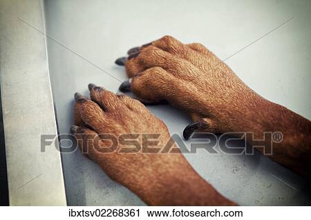 Paws of a Doberman View Large Photo Image Stock Image - Paws of a Doberman. Fotosearch