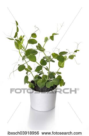 Pea plant growing in a pot View Large Photo Image Stock Photograph - Pea plant growing in a pot. Fotosearch