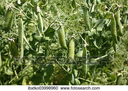 Pea plants with pods (Pisum sativum) View Large Photo Image Stock Image - Pea plants with pods (Pisum sativum). Fotosearch