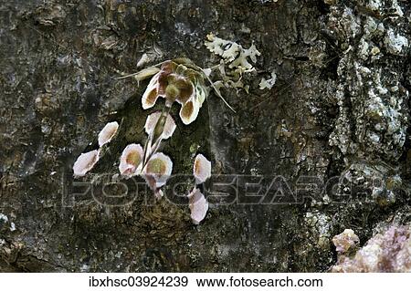 "Peach Blossom (Thyatira batis), camouflage, Upper Bavaria, Bavaria, Germany, Europe" View Large Photo Image Stock Photo - "Peach Blossom (Thyatira batis), camouflage, Upper Bavaria, Bavaria, Germany, Europe". Fotosearch