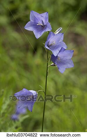 "Peach-leaved Bellflower (Campanula persicifolia), Neresheim, Baden-Wurttemberg, Germany, Europe" View Large Photo Image Stock Image - "Peach-leaved Bellflower (Campanula persicifolia), Neresheim, Baden-Wurttemberg, Germany, Europe". Fotosearch
