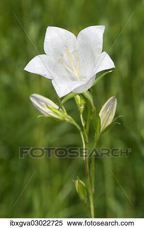 Stock Photography - "Peach-leaved Bellflower (Campanula persicifolia), Kaiserstuhl, Baden-Wurttemberg, Germany, Europe". Fotosearch