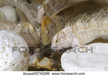 "Peacock Blennies (Salaria pavo) fighting over food, Black Sea, Crimea, Ukraine, Europe" View Large Photo Image Stock Photograph - "Peacock Blennies (Salaria pavo) fighting over food, Black Sea, Crimea, Ukraine, Europe". Fotosearch