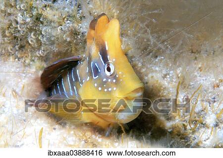 "Peacock Blenny (Blennius pavo, Salaria pavo), male, Black Sea, Crimea, Russia, Europe" View Large Photo Image Stock Photograph - "Peacock Blenny (Blennius pavo, Salaria pavo), male, Black Sea, Crimea, Russia, Europe". Fotosearch