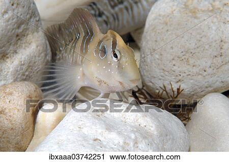 "Peacock Blenny (Salaria pavo), female, Black Sea, Crimea, Ukraine, Europe" View Large Photo Image Stock Image - "Peacock Blenny (Salaria pavo), female, Black Sea, Crimea, Ukraine, Europe". Fotosearch