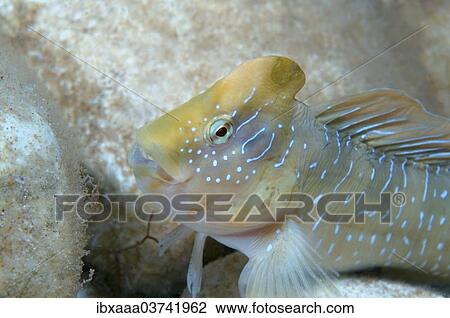 "Peacock Blenny (Salaria pavo), male, Black Sea, Crimea, Ukraine, Europe" View Large Photo Image Stock Image - "Peacock Blenny (Salaria pavo), male, Black Sea, Crimea, Ukraine, Europe". Fotosearch