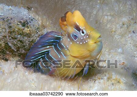 "Peacock Blenny (Salaria pavo), male, Black Sea, Crimea, Ukraine, Europe" View Large Photo Image Stock Image - "Peacock Blenny (Salaria pavo), male, Black Sea, Crimea, Ukraine, Europe". Fotosearch