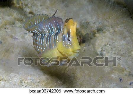 "Peacock Blenny (Salaria pavo), male, Black Sea, Crimea, Ukraine, Europe" View Large Photo Image Stock Photography - "Peacock Blenny (Salaria pavo), male, Black Sea, Crimea, Ukraine, Europe". Fotosearch