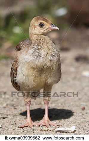 Stock Image - "Peacock chick (Pavo cristatus), captive, North Hesse, Hesse, Germany, Europe". Fotosearch