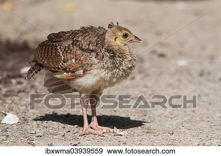 "Peacock chick (Pavo cristatus), captive, North Hesse, Hesse, Germany, Europe" View Large Photo Image Stock Photo - "Peacock chick (Pavo cristatus), captive, North Hesse, Hesse, Germany, Europe". Fotosearch