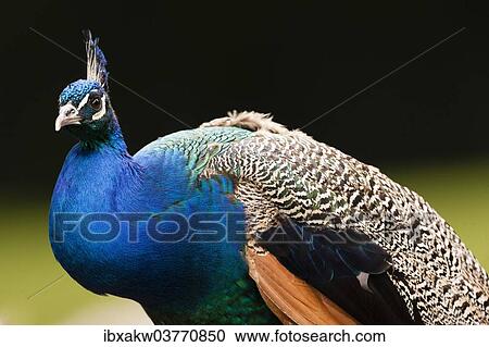 "Peacock (Pavo cristatus), captive" View Large Photo Image Stock Image - "Peacock (Pavo cristatus), captive". Fotosearch