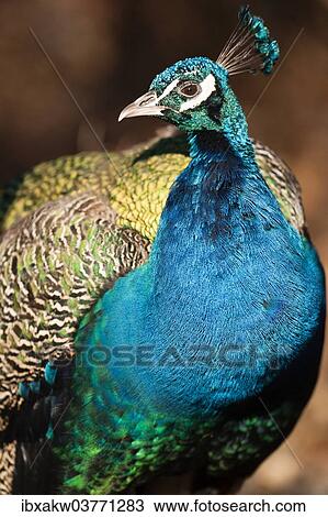 "Peacock (Pavo cristatus), captive" View Large Photo Image Stock Image - "Peacock (Pavo cristatus), captive". Fotosearch