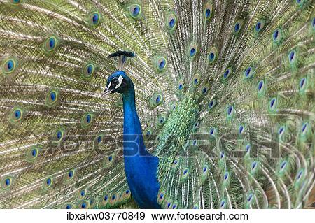 "Peacock (Pavo cristatus), captive" View Large Photo Image Stock Photo - "Peacock (Pavo cristatus), captive". Fotosearch