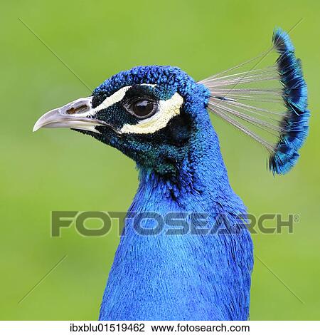Stock Image - Peacock (Pavo cristatus). Fotosearch