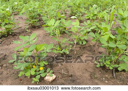 "Peanut (Arachis hypogaea), peanut plants in the field, Kuda Oya, Sri Lanka, Asia" View Large Photo Image Stock Image - "Peanut (Arachis hypogaea), peanut plants in the field, Kuda Oya, Sri Lanka, Asia". Fotosearch