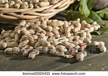 Peanuts (Arachis hypogaea) on a rustic wooden table View Large Photo Image Stock Image - Peanuts (Arachis hypogaea) on a rustic wooden table. Fotosearch