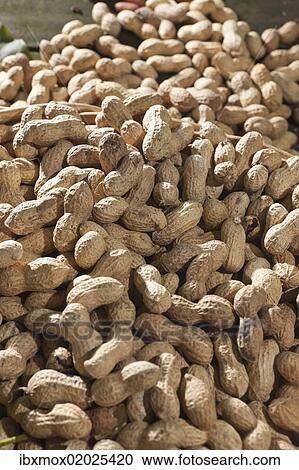 Stock Image - Peanuts (Arachis hypogaea). Fotosearch
