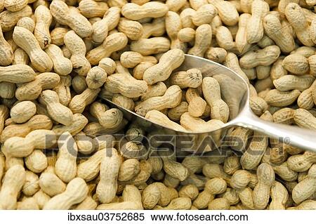 "Peanuts (Arachis hypogaea) with scoop, Wuppertal, North Rhine-Westphalia, Germany, Europe" View Large Photo Image Stock Photography - "Peanuts (Arachis hypogaea) with scoop, Wuppertal, North Rhine-Westphalia, Germany, Europe". Fotosearch