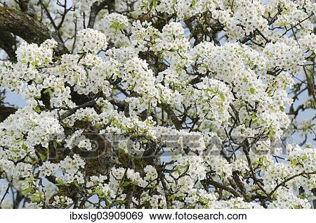 "Pear blossom (Pyrus communis), Bavaria, Germany, Europe" View Large Photo Image Stock Photo - "Pear blossom (Pyrus communis), Bavaria, Germany, Europe". Fotosearch