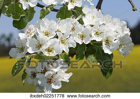 "Pear blossoms, pear tree (Pyrus communis), Mostviertel, Must Quarter, Lower Austria, Austria, Europe" View Large Photo Image Stock Photo - "Pear blossoms, pear tree (Pyrus communis), Mostviertel, Must Quarter, Lower Austria, Austria, Europe". Fotosearch