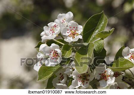 "Pear blossoms (Pyrus communis), Franconian Switzerland, Upper Franconia, Franconia, Bavaria, Germany, Europe" View Large Photo Image Stock Photo - "Pear blossoms (Pyrus communis), Franconian Switzerland, Upper Franconia, Franconia, Bavaria, Germany, Europe". Fotosearch