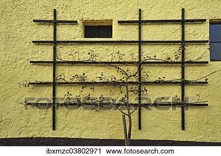 "Pear, espalier fruit on a barn wall, Hoefles, Upper Franconia, Bavaria, Germany, Europe" View Large Photo Image Stock Image - "Pear, espalier fruit on a barn wall, Hoefles, Upper Franconia, Bavaria, Germany, Europe". Fotosearch