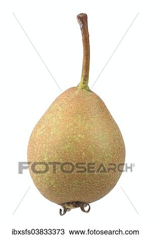 "Pear, Gute Graue variety" View Large Photo Image Stock Image - "Pear, Gute Graue variety". Fotosearch