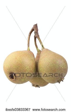 "Pear, Gute Graue variety" View Large Photo Image Stock Photo - "Pear, Gute Graue variety". Fotosearch
