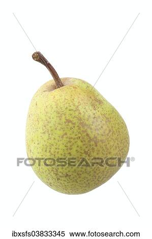 "Pear, Mollebusch variety" View Large Photo Image Stock Photography - "Pear, Mollebusch variety". Fotosearch