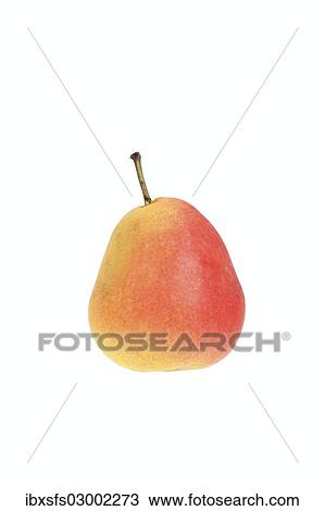 "Pear, Nordhaeuser Winterforelle or Winter Trout Pear variety" View Large Photo Image Stock Image - "Pear, Nordhaeuser Winterforelle or Winter Trout Pear variety". Fotosearch