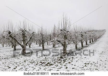 "Pear orchard in winter, Baden-Wuerttemberg, Germany, Europe" View Large Photo Image Stock Image - "Pear orchard in winter, Baden-Wuerttemberg, Germany, Europe". Fotosearch