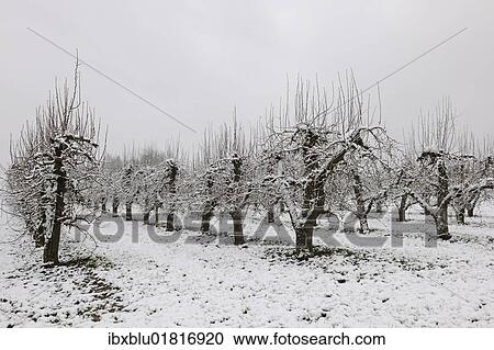 "Pear orchard in winter, Baden-Wuerttemberg, Germany, Europe" View Large Photo Image Stock Image - "Pear orchard in winter, Baden-Wuerttemberg, Germany, Europe". Fotosearch