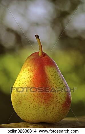 Pear View Large Photo Image Picture - Pear. Fotosearch