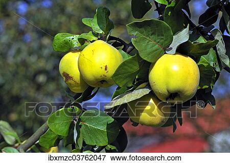 "Pear Quince (Cydonia oblonga var. ) on the tree, Lower Franconia, Bavaria, Germany, Europe" View Large Photo Image Stock Photo - "Pear Quince (Cydonia oblonga var. ) on the tree, Lower Franconia, Bavaria, Germany, Europe". Fotosearch