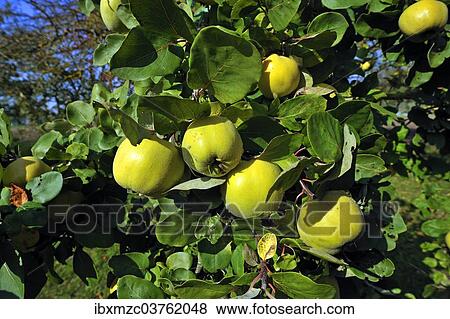 "Pear Quince (Cydonia oblonga var. ) on the tree, Lower Franconia, Bavaria, Germany, Europe" View Large Photo Image Stock Photo - "Pear Quince (Cydonia oblonga var. ) on the tree, Lower Franconia, Bavaria, Germany, Europe". Fotosearch