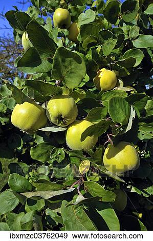 "Pear Quince (Cydonia oblonga var. ) on the tree, Lower Franconia, Bavaria, Germany, Europe" View Large Photo Image Stock Photo - "Pear Quince (Cydonia oblonga var. ) on the tree, Lower Franconia, Bavaria, Germany, Europe". Fotosearch