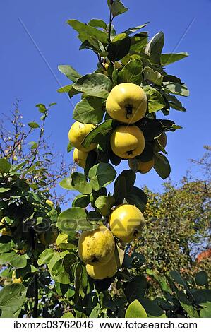 "Pear Quince (Cydonia oblonga var. ) on the tree, Lower Franconia, Bavaria, Germany, Europe" View Large Photo Image Stock Photograph - "Pear Quince (Cydonia oblonga var. ) on the tree, Lower Franconia, Bavaria, Germany, Europe". Fotosearch